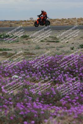 media/Jan-14-2023-SoCal Trackdays (Sat) [[497694156f]]/Turn 14 Exit Bloomig (145pm)/